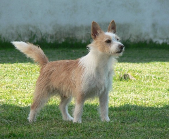 podengo dog