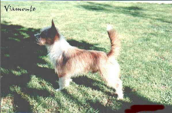 Fox Terrier e Podengo Português Pequeno